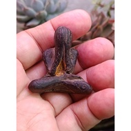 wood carved pidta tok raja style remakes.