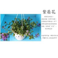 心栽花坊-紫扇花/5吋/開花植物/觀賞花卉/售價150特價120