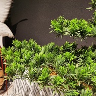 Green Leaf Simulation Arhat Pine Engineering Wholesale Decoration Pine Tree Exhibition Hall Landscap