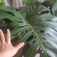 Tanaman Monstera King Jumbo