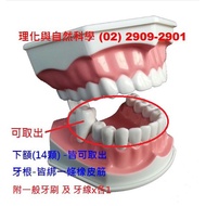 ** School Direct Sales * Dental Health Care Model Medical Teaching General Large 1: 1 Dental+Dental 