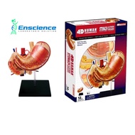 4D MASTER STEM Human Stomach Anatomy Detachable Model for Science, MBBS, University