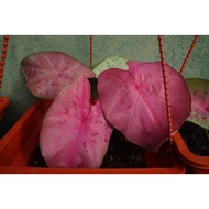 Caladium Sexy Pink Keladi