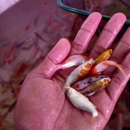 bibit ikan koi ukuran 5-7 cm