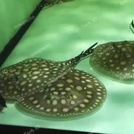 Ready Ikan Pari Air Tawar Black Diamond Hybrid