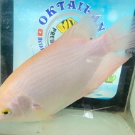 ikan gurame padang jumbo sehat lincah
