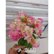 Bunga Kertas Citra RM15