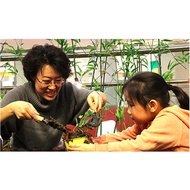 Combination Potted Basil Parsley Thyme Planting Set Indoor Aromatic Plant Seed Set-Thyme/Italian Bas