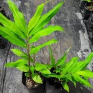 Pokok Bonglai(Anak Pokok Bonglai)