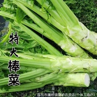 Stick Vegetable Seeds Big Stick Vegetable Seeds Thin Skin Seeds Mustard Seeds Sichuan Specialty Stic