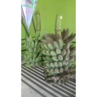 ✓Anak Pokok Pisang Abu/Nipah✓