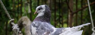 Phuket Bird Park Ticket