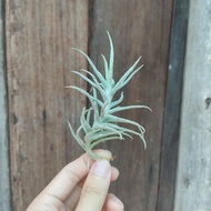 Tillandsia Paleacea Minor / Airplant Paleacea Minor/ 空气凤梨- 粗糠 / 空气草- 粗糠