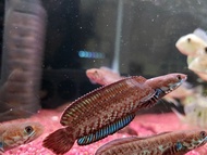 Channa Andrao 奶茶雷龙 3inci pellet trained dwarf Channa  小型雷龙