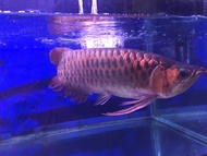 Ikan arwana super red pepaya