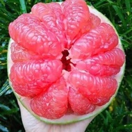 TIADA COD Anak Pokok Limau Bali Merah/Siam Ruby Pomelo