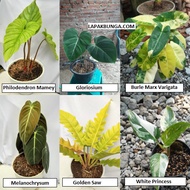 Philodendron Mamey, Gloriosium, Burle Marx Varigata, Melanochrysum