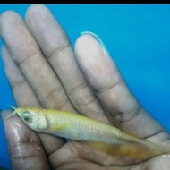 Arwana silver brazil albino 7-8 jari / silver albino / silver brazil 