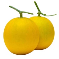 Melon Manis Terengganu 1biji/kotak