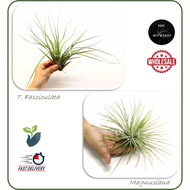 AIR PLANT TILLANDSIA FASCICULATA/MAGNUSIANA AIRPLANT 空气草 空气凤梨 无土植物