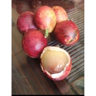 pokok matoa/longan Brazil/pokok buah 3 rasa