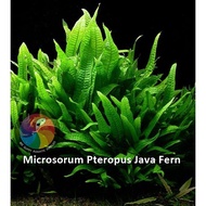 Aquatic Live Plants (Microsorum Pteropus Java Fern With Drift Wood) 63