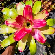 Bromeliad Neo Fruity - Bunga nenas viral / Gha Garden House