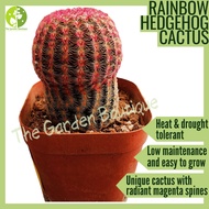 [Local Seller] Rainbow hedgehog cactus Succulent Outdoor Plant Gift Potsize 7cm  | The Garden Boutiq