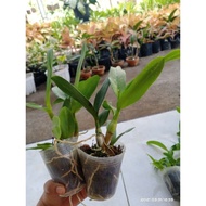 Anggrek Dendrobium Remaja/Dendrobium keriting/Dendrobium melintir/