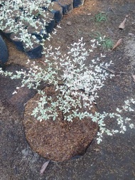 Variegated African Talisay well rooted fully established