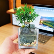 Plant Flowerpot Glass Vase Small Fresh Square Hydroponic Utensils Transparent Square Tank Green Dill
