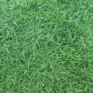 3000 เมล็ด หญ้านวลน้อย (Manila Grass) ปลูกเป็นสนาม