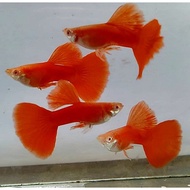 Guppy AFR (albino full reed) parent ready to mate