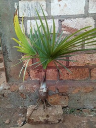 Bibit Pohon SIWALAN/LONTAR Anakan Sudah BerdaunLontar 1 Batang (Penghasil LegenToak Dan Buah Lontar)