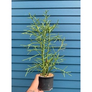 Euphorbia Fiherenensis (Stenoclada) Large Plant