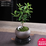 幼薇胡椒木盆栽办公室绿植盆景迷你室内桌面小盆景四季好养胡椒木 胡椒木+紫砂盆+圆形底盘 带盆栽好