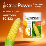 (100 GRAM) Biji Benih Jagung Manis Big Sweet 甜大棒 SC832 CROP POWER F1 HYBRID Sweet Corn Seed 甜玉米种子 SC