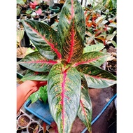 Aglonema Hot Flaming / Aglonema Hot Lady Merah Super