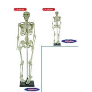 Model Rangka Manusia Human Skeleton