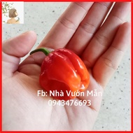 5 Red Habanero Pepper Seeds (Super Spicy)