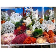 Aquarium Background Sticker for 1ft~~1.5ft Aquarium