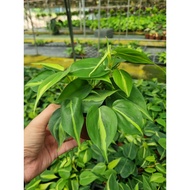 TIDECO - Philodendron Scanden Var / Gold P90 (Real Live Plant / Pokok Hidup)