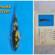 ikan koi import jepang kiutsuri breeder otsuka  05