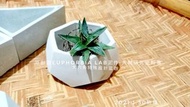 大六角特殊設計盆器 原創圖Euphorbia Lab泥作·大戟研究室粉專