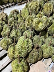 Buah Durian Montong / Monthong Palu Fresh Utuh 1 Kg - 6 Kg Original