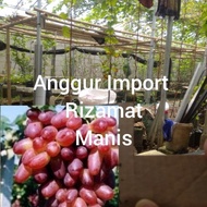 Bibit Cutting Anggur Import Rizamat Batang Stek Anggur Import Rizamat