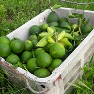 FRESH FRUIT LIMAU BALI SUNKIST