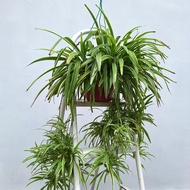 Chlorophytum comosum Variegatum 金边吊兰