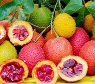 10pcs Seed Gac Fruit Momordica Biji Benih Pokok Buah Gac 木鳖果种子