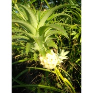 NENAS BATU hancurkan Batu karang